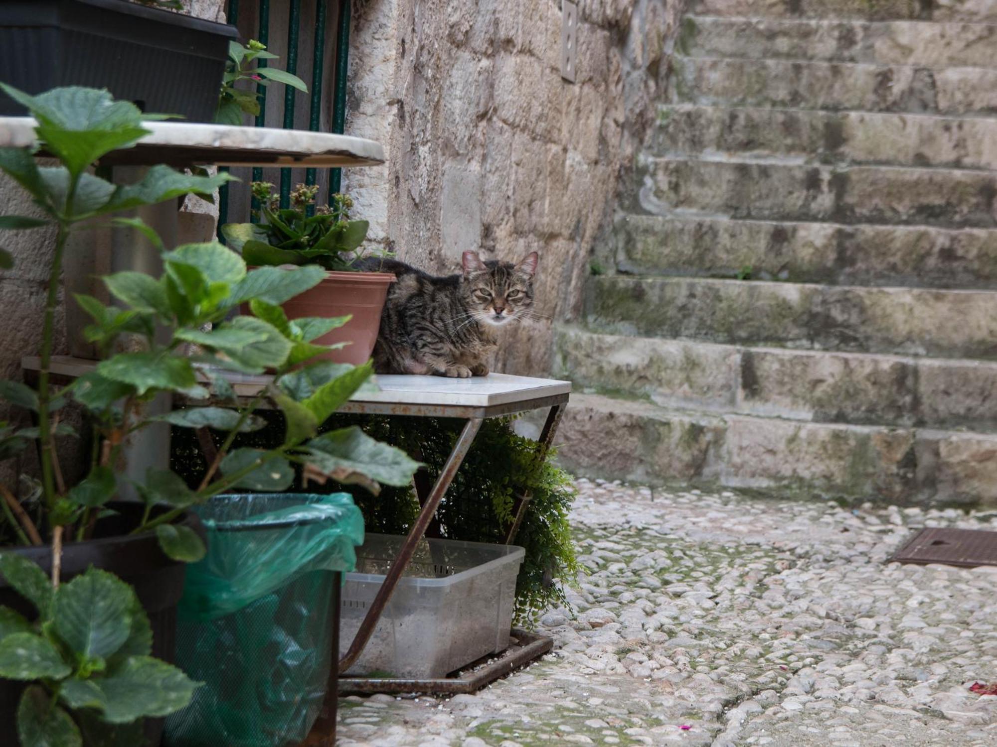 Belissima Ella Apartman Dubrovnik Kültér fotó